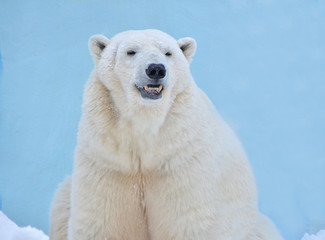 Fototapeta premium Белый медведь.