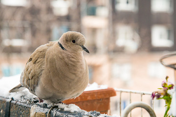 turtledove poses on the snow