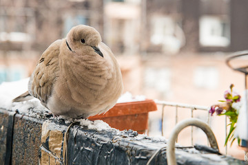 turtledove poses on the snow