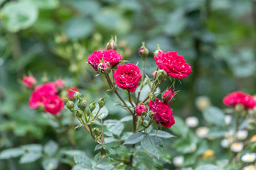 雨に濡れた赤いバラの花