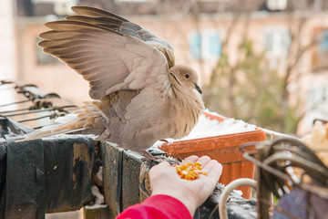 Naklejka premium Turtle dove eat corns on the hand