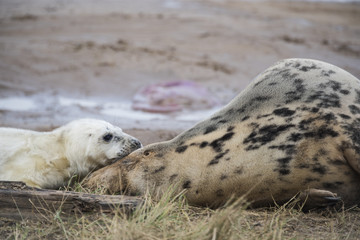 Grey Seal Pup & Mother at Donna Nook