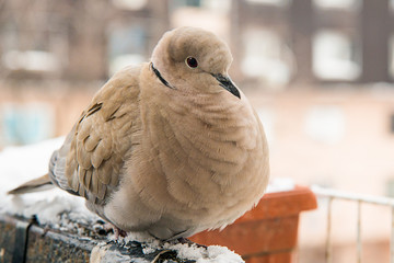 turtledove poses on the snow