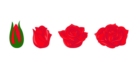 Beautiful red roses 