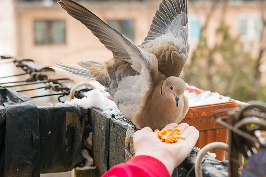 Turtle dove eat corns on the hand