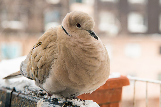 turtledove poses on the snow