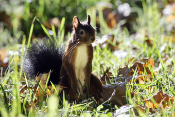 Eichhörnchen