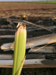 Sugarcane fiels after harvest in Brazil