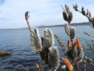 Weidekätzchen am See