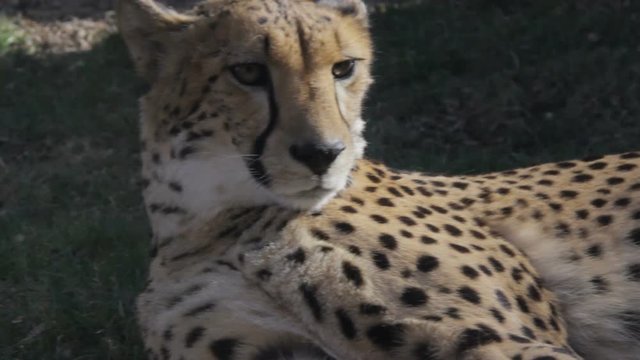 Cheetah relaxes (4 of 4)