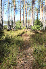 A sunny path through the woods