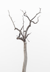 Dead tree on with white background