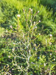 Southeastern annual saltmarsh aster