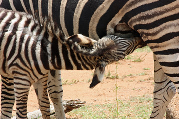 Fototapeta na wymiar Feeding Zebra Detail