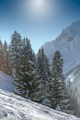 snowy fir tree in the mountain