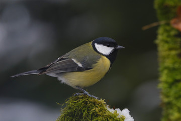 Kohlmeise (Parus major) sitzt auf Moos im Winter