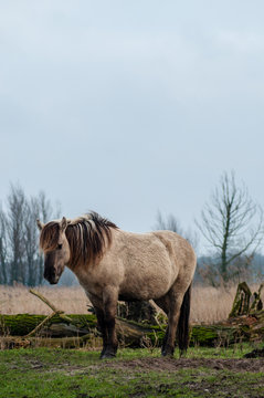 Konikpaarden in Oostvaardesplassen worden bijgevoerd, konik horse in Oostvaardersplassen