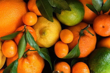 Close-up of various citrus fruits