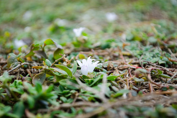 Life grows in uncertain places