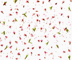 pink flowers and peach petals scattered over white background