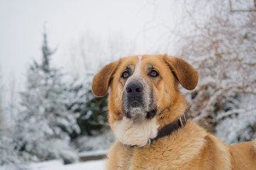 Spanish Mastiff face in a  snow day