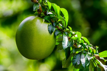 Green unripe passionfruit or Passiflora edulis