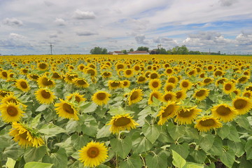 Obraz premium Sunflower Field in Vojvodina, Serbia