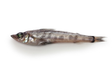 japanese green eyes fish, Mehikari