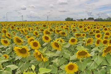 Obraz premium Sunflower Field in Vojvodina, Serbia