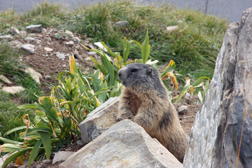 Marmot observing his surrounding from behind the rock