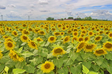 Obraz premium Sunflower Field in Vojvodina, Serbia