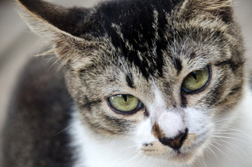 Young cat lying on the ground, Look with suspicion.