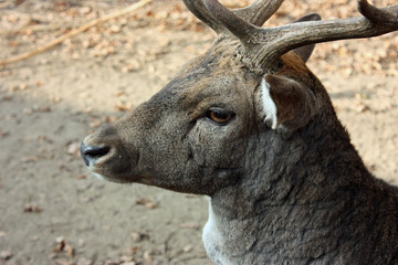 Deer head detail
