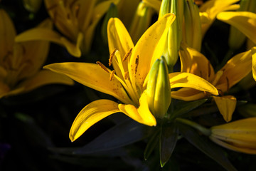 bright beautiful yellow lilies on a dark background
