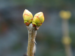 Stalk of a plant with buds that blossom in the spring, after hibernation.