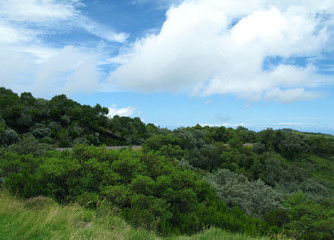 La Plaine des Cafres / La Reunion: Lush vegetation at more than 2000 meters altitude along the impressive Route du Volcan