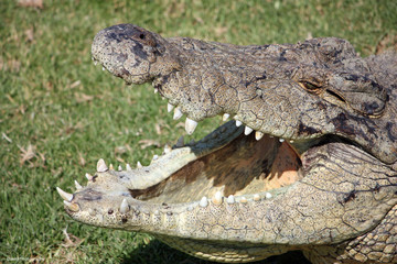 Fototapeta premium Crocodile open mouth to the sun light