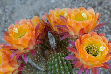 Volcanic Sunset Cactus