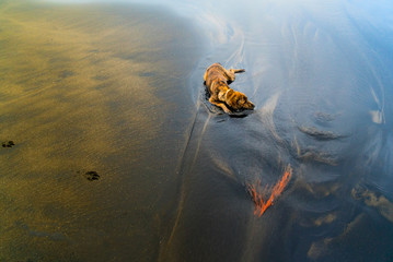 A brindle dog cooling down in the ocean water after a hot summer day.