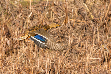 wild duck flies above the ground