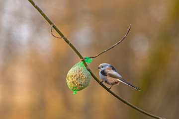 little bird on branch of tree and feed