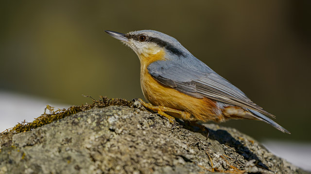 Eurasian Nuthatch sitting on rock