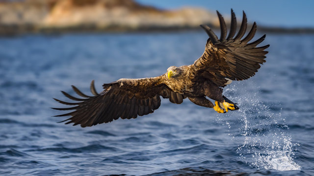 Sea Eagle flying over water