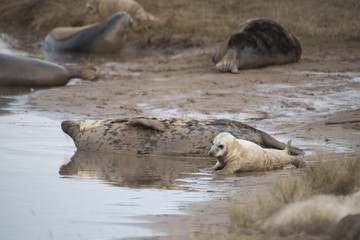 Grey Seal Pup & Mother at Donna Nook