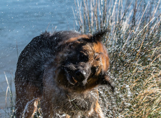 my dear friend Odin, a spectacular German shepherd dog, enjoying the beach in winter, with bath in the sea included