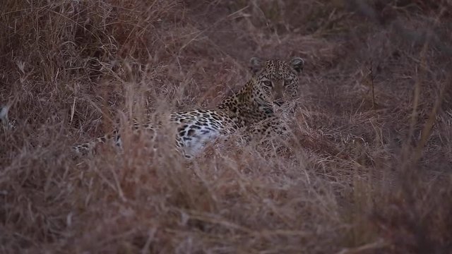 Female leopard in the evening (2 of 2)