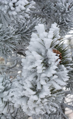 hoar forst coated pine cone and needles