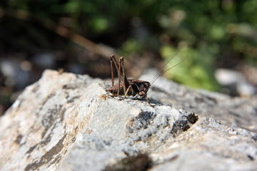 Brown Grasshopper at rock