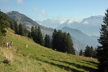 Cows grazing at Swiss Alps meadows