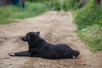 Big black mongrel dog on the road